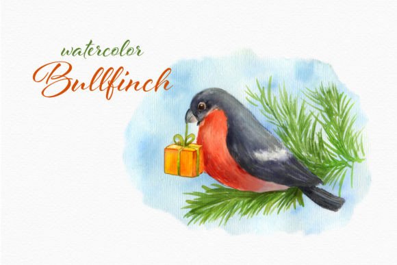 Reviewing Bullfinch Watercolor Card Winter Bird Illustrations for Branding